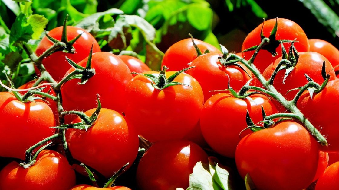 Optimización de cultivos de tomates con tecnología agrícola para mejorar rendimientos